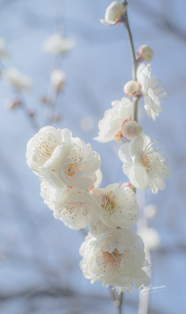 植物_梅花山-1